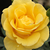 Žltá - Záhonová ruža - floribunda - Goldbeet